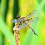 libellule